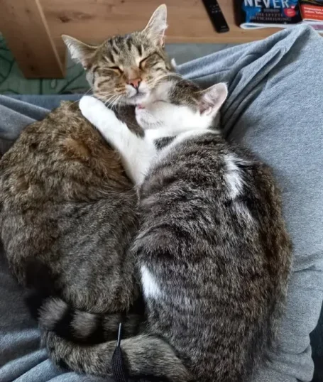 Tierkommunikation mit Katzen