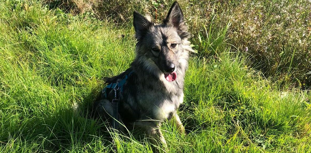 Tierkommunikation mit Hund