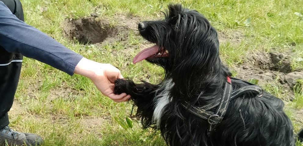 Tierkommunikation mit Hund